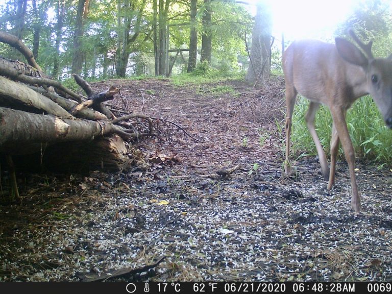 Wild Camera Trap – SkyBlueSkye